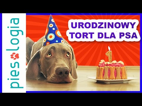 Wideo: Jak dać Shih Tzu kąpiel