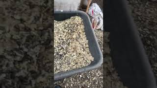 Vinyl flooring for my chicken coop makes for a quick cleaning along with the blower