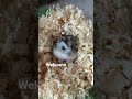 nowy członek rodziny 💗 zgadnijcie ile mam zwierząt hahh #dc #hamster  #ytshorts #fypシ #shorts #yt