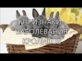 Признаки заболевания кроликов