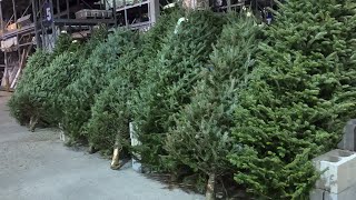 Live Christmas Trees At the Store