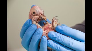 Watch A California Condor Hatch: Welcome LA123!