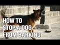 3 Key Ways To Stop Your Dog’s Barking and Bring Peace To Your Home 3 Key Ways To Stop Your Dog’s Barking and Bring Peace To Your Home