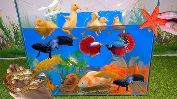 Video tổng hợp cá săn mồi, cá cảnh đẹp, động vật dễ thương, vịt con, khủng long sáu sừng, rắn, betta