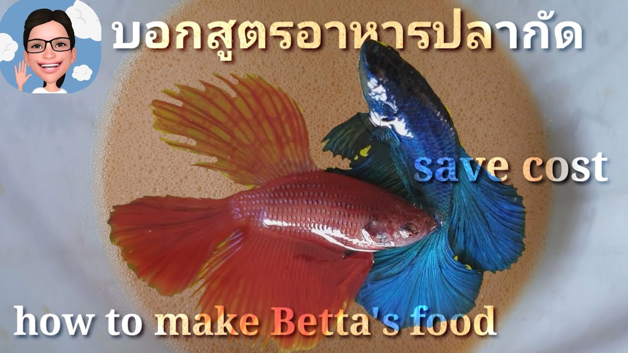 อาหารปลากัด ประหยัดกว่า โตเร็วกว่าถ้าทำแบบนี้