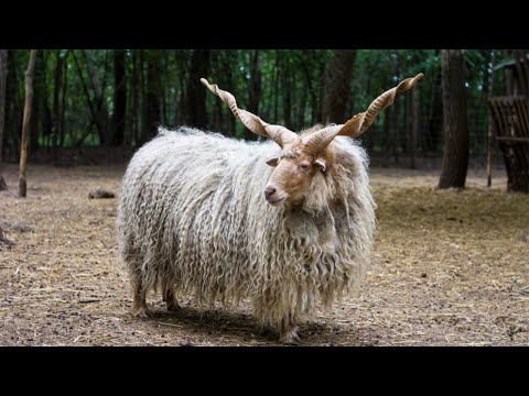 The Stunning Beauty Of Hampshire Sheep