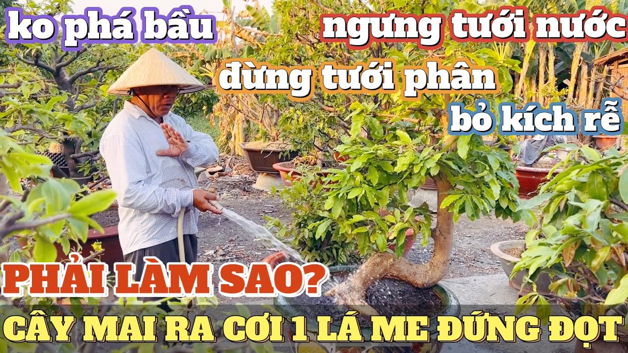 Cây mai vàng xả tàng ra cơi 1 bị lá me đứng đọt đừng vội xử lý khi chưa xem clip vườn mai Út Đực.
