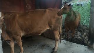 The real Cow And Horse meeting dingin dan panas summer dishaajk 28 024