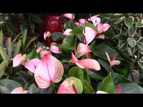 Видео: Гэртээ ургадаг Anthurium (Anthurium) цэцэг-фламинго