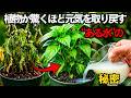 枯れたと思っていた植物がたった一つの特別な液体で、瀕死の状態から力強くよみがえる。| 空海の教え