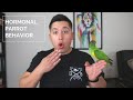 Hormonal Parrot Behavior (Parrots Gone Naughty) | How To Deal With A Hormonal Parrot