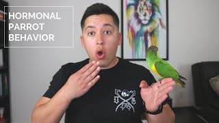 Hormonal Parrot Behavior (Parrots Gone Naughty) | How To Deal With A Hormonal Parrot