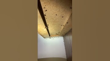 Do You Have Cockroaches in Your Kitchen?