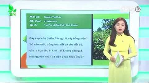 Xử lý hiện tượng khô quả trên cây Sapoche (hồng xiêm)