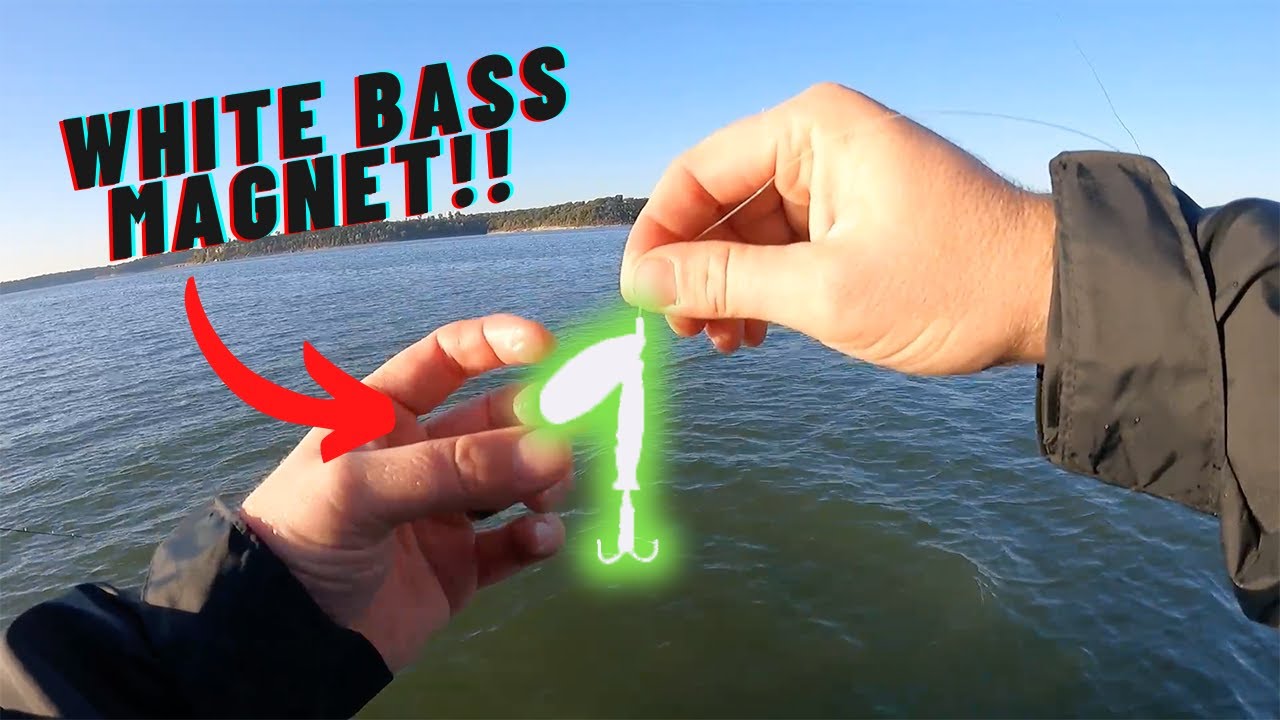 Best lure for WHITE BASS fishing & TECHNIQUES fall white bass fishing
