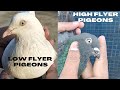 What are the differences between low flyers and high flyers