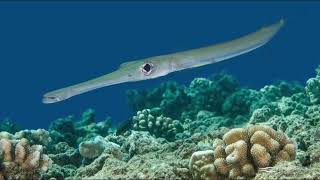 Proving Evolution Is Intelligent: Part 2