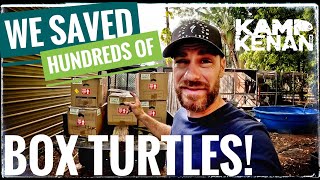 Over 200 Hundred Turtles RESCUED!