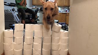 Dog Vs Toilet Paper Wall Challenge