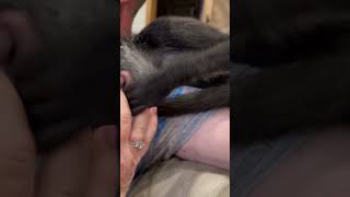 Lucy Says, Hold My Hand Mom