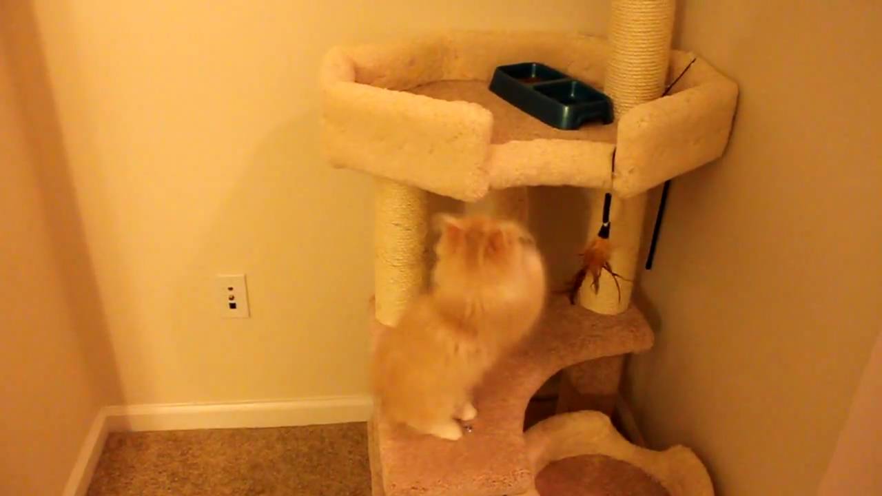Persian kitten overcomes fear of height for food