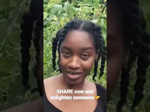 😲 Did you know #Moringa Makes HEALTHLY (Green) Dumplings? #jamaicanfood