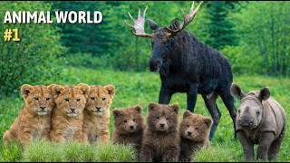 Wildlife Sounds with Narration | 80 Minutes of Relaxing Nature | Animal Life in the Wild screenshot 5