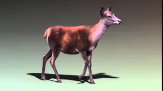 red doe walk cycle animation
