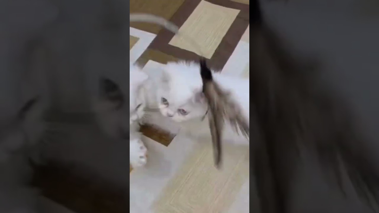Cat Play #catmemes #trending #shortsfeed #pets #amtb #shorts #viralvideo #dog #shortvideo