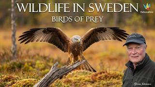 WILDLIFE PHOTOGRAPHY: WOW - I didn't expect this. A Spectacular Day at My Favourite Hide on the bog.