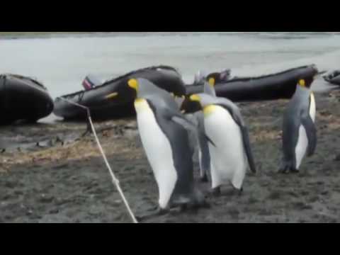 The Penguins: Episode 6 - Rope.