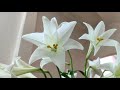 Tìm hiểu về loài hoa loa kèn