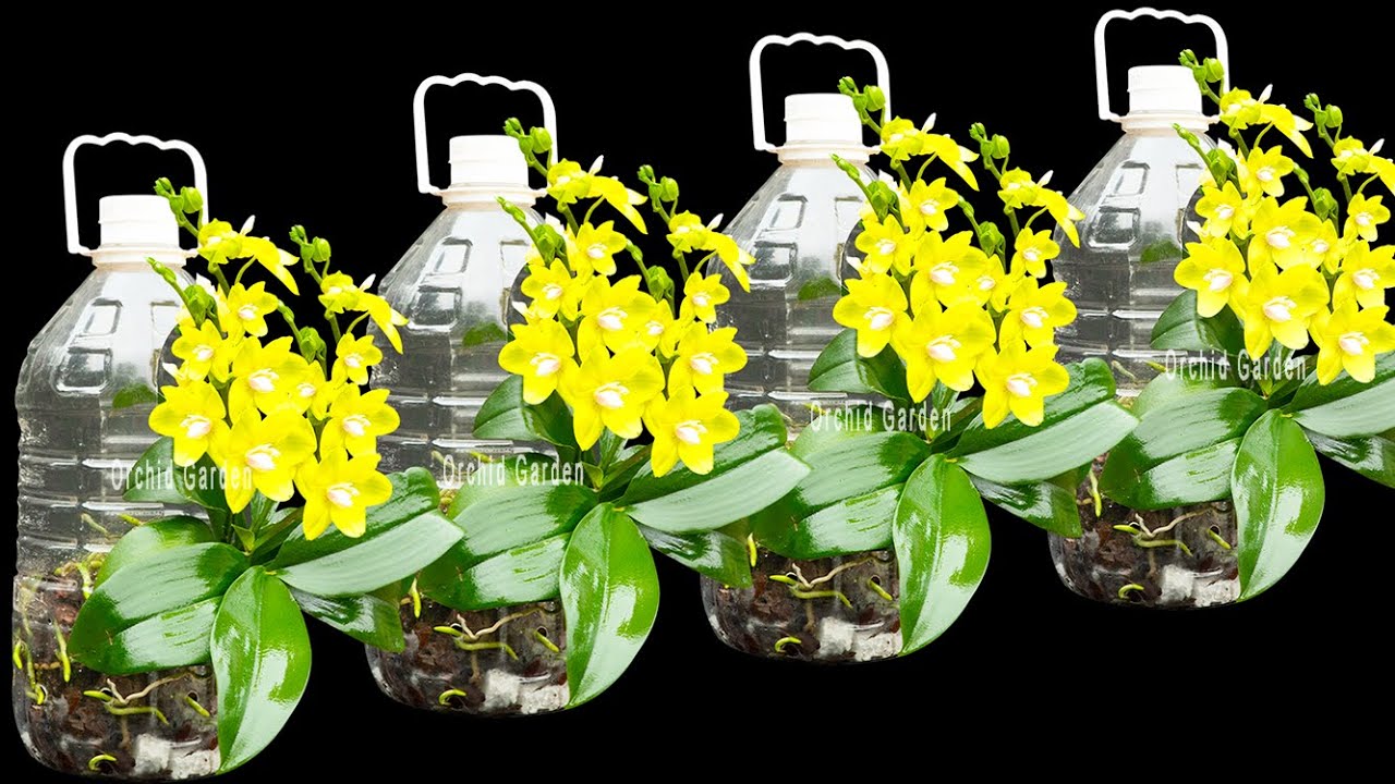 Don't be afraid of rotten buds. Growing orchids in plastic bottles produces 100 times more flowers