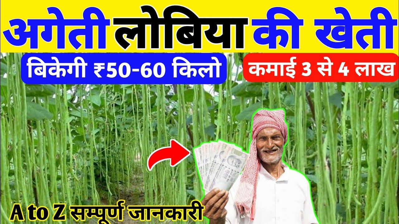 Lobia Ki Kheti Cowpea Barbati Boda Ki Kheti lobia-ki-kheti-cowpea-barbati-boda-ki-kheti