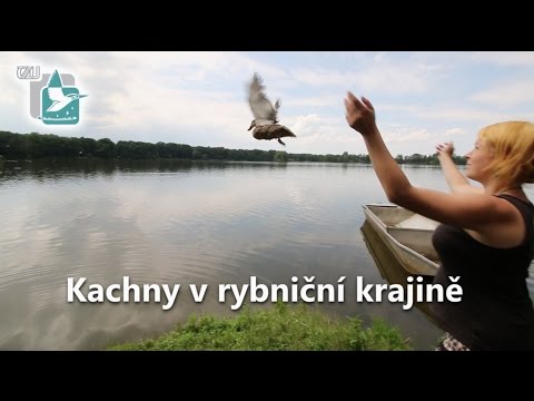 Kachny v rybniční krajině