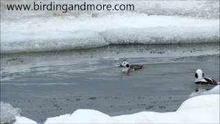 Long-tailed Ducks at Presqu'ile