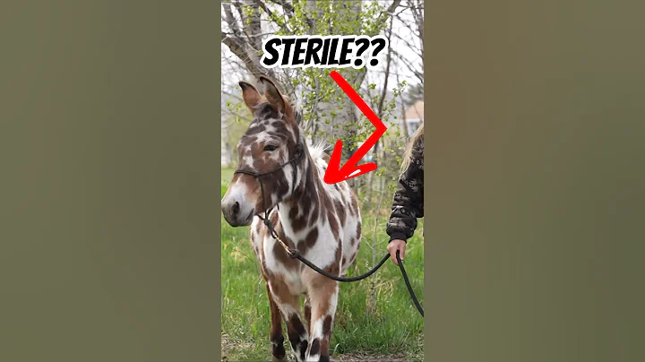 Are Mules Sterile? #horse #mule #donkey #farming #horses