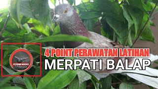 4 HAL YANG HARUS DIPERHATIKAN DALAM LATIHAN PERAWATAN MERPATI BALAP