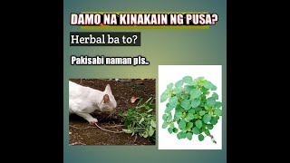 Damo na kinakain ng pusa, herbal ba to?
