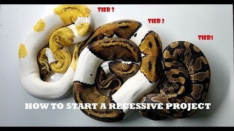 HOW TO START OFF A RECESSIVE BALL PYTHON PROJECT(OUR OPINION)