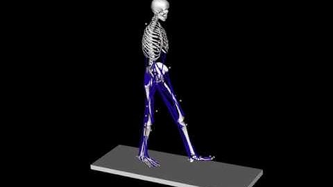 opensim basic walking