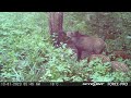 Wild boar family scratching pine tar/Mežacūkas pie darvas koka