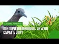 Perkutut Lokal Pemikat - Mampu Memanggil Lawan Cepet Bunyi