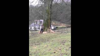 Felling of mature Beech