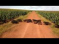 javali porcos do mato javaporco na lavoura de milho come plantas e destrói lavouras