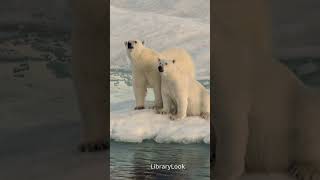 Shorts: Polar Bear with Cub