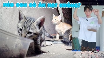 Đàn Mèo Hoang Đã Quay Về - Vui Quá Đi Mất - Tập Cho Mèo Con Ăn Hạt