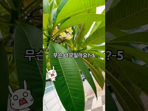 무슨 나무일까요?-5 #대만 #나무#대만 식물#꽃#나무#꽃나무#대만 꽃나무#여행#힐링#곤충#계란