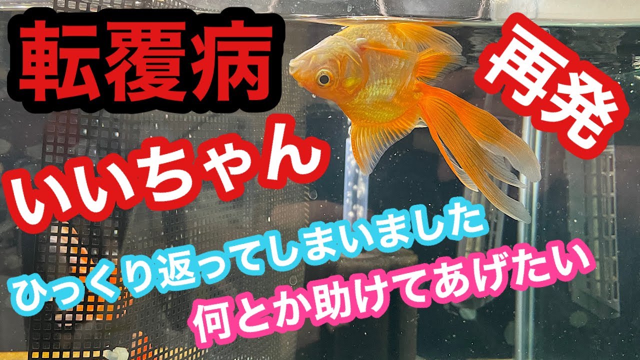 金魚 転覆病 緊急事態 いいちゃん 完全にひっくり返ってしまいました Youtube