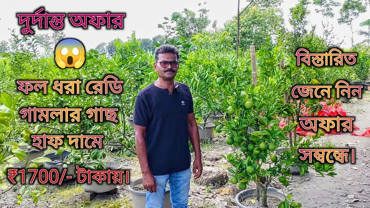 #বিকাশ নার্সারি দিচ্ছে ফল ধরা রেডি গাছ হাফ দামে |#ytvideo| #Fruit-bearing ready plants at half price